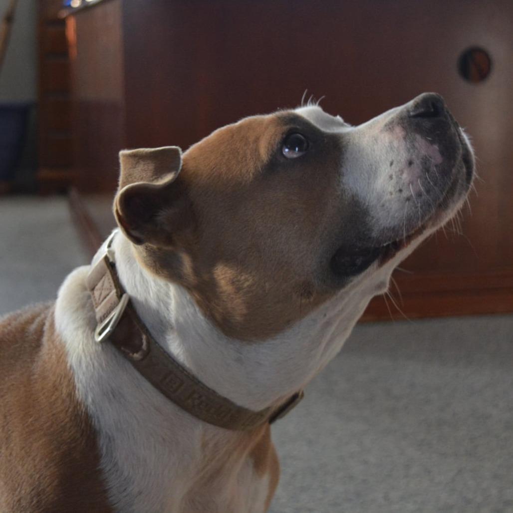 Enlarge Precious, a Adoptable Pit Bull Terrier in Lima, OH image 3/5