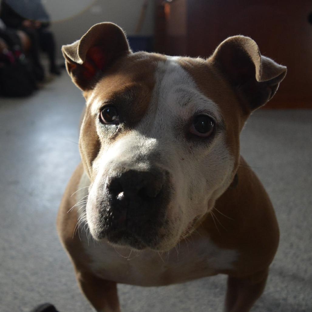 Enlarge Precious, a Adoptable Pit Bull Terrier in Lima, OH image 4/5