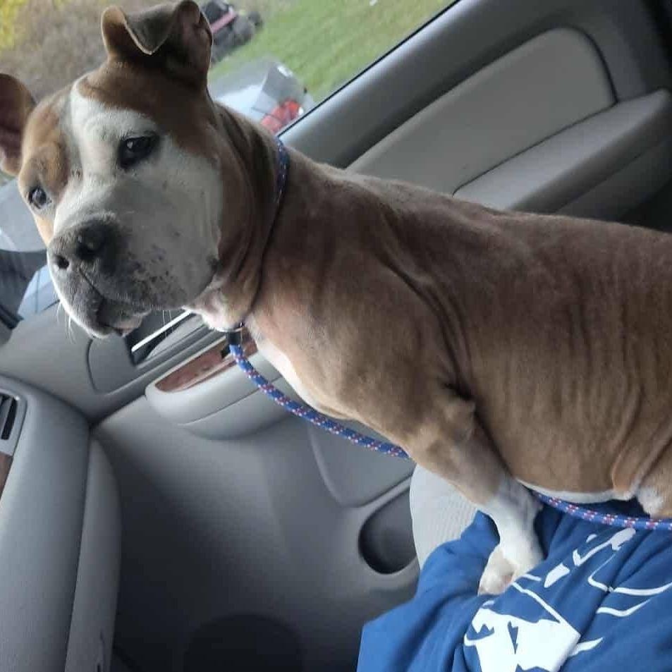 Enlarge Precious, a Adoptable Pit Bull Terrier in Lima, OH image 5/5