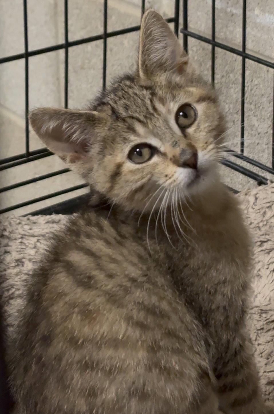 Luna, Adoptable, Kitten Female Dilute Calico & Tiger.