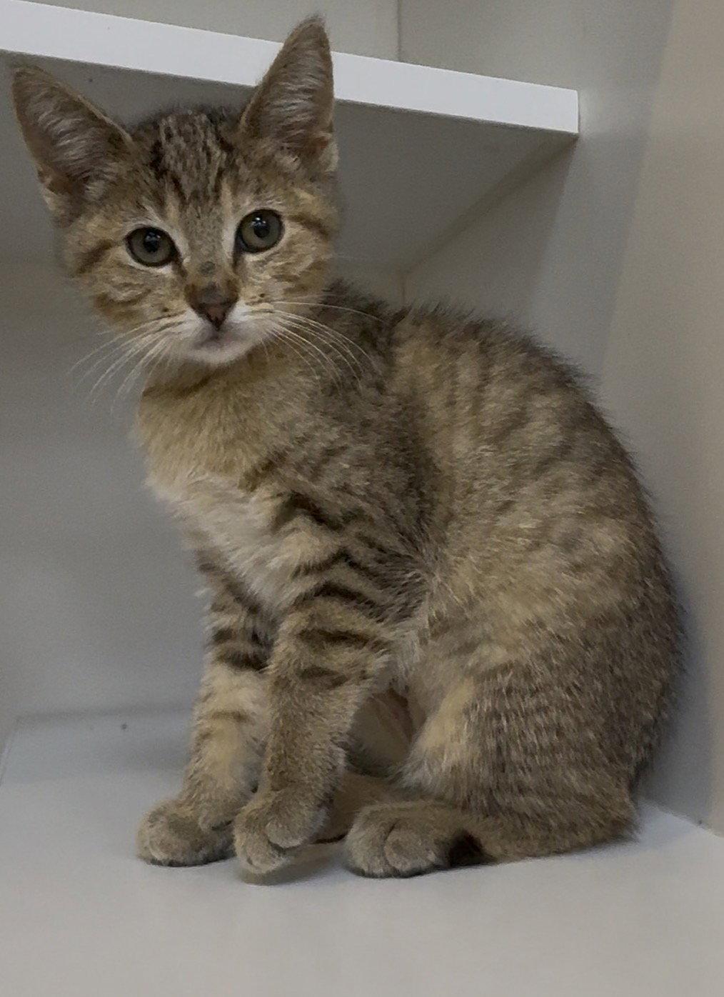 Luna, a Adoptable mixed breed in Cuyahoga Falls, OH image 2/3