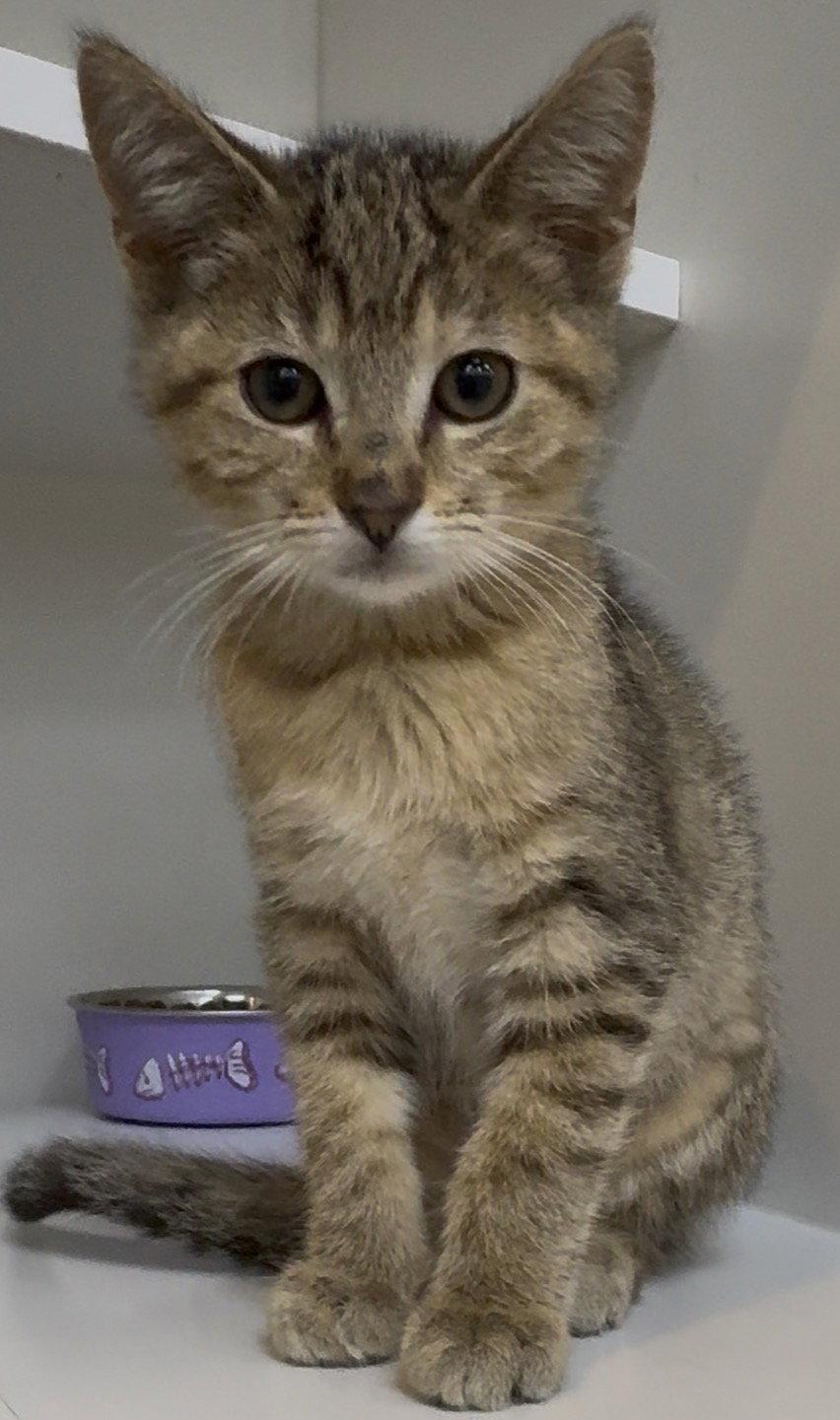 Luna, a Adoptable mixed breed in Cuyahoga Falls, OH image 3/3