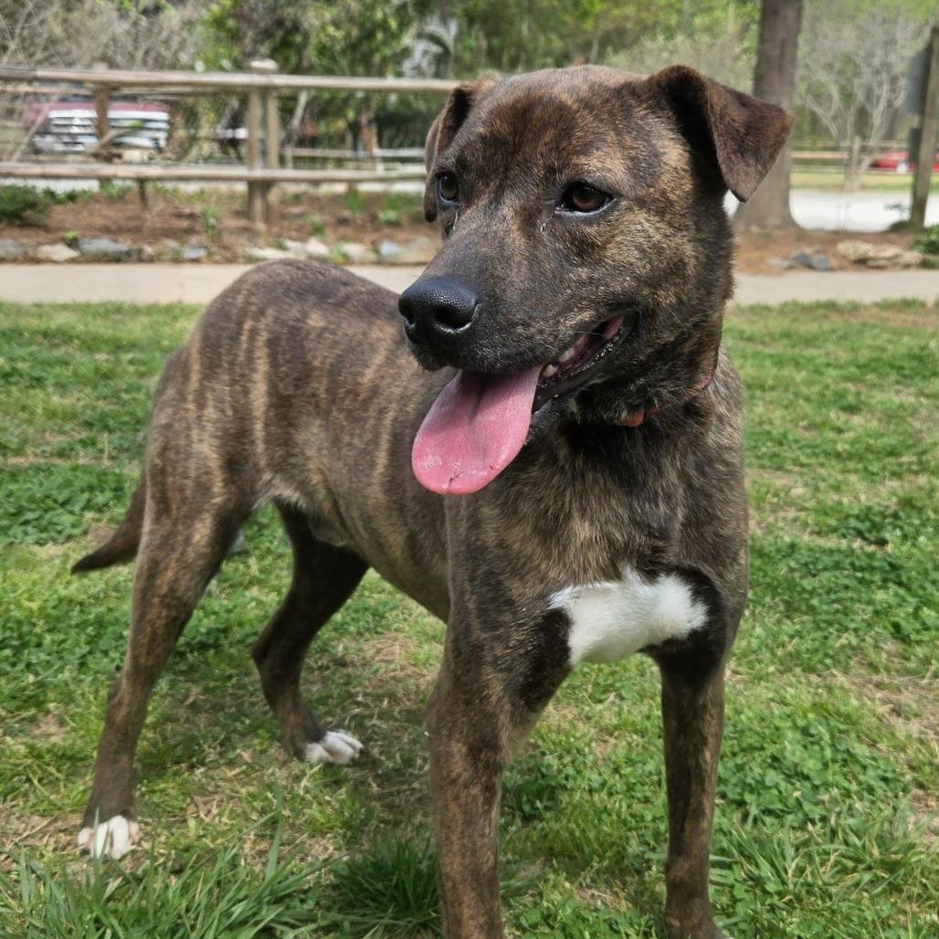 Enlarge Dexter, a Adoptable Bluetick Coonhound in Shelby, NC image 2/3