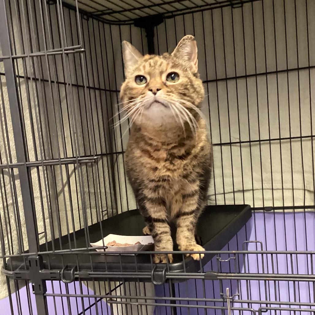 Falcon, Adoptable, Senior Female Domestic Short Hair.