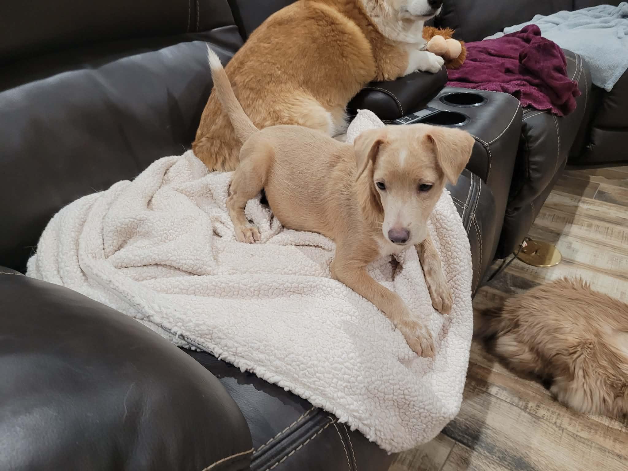 Yogi, ADOPTABLE, Young Male Italian Greyhound & Chihuahua.