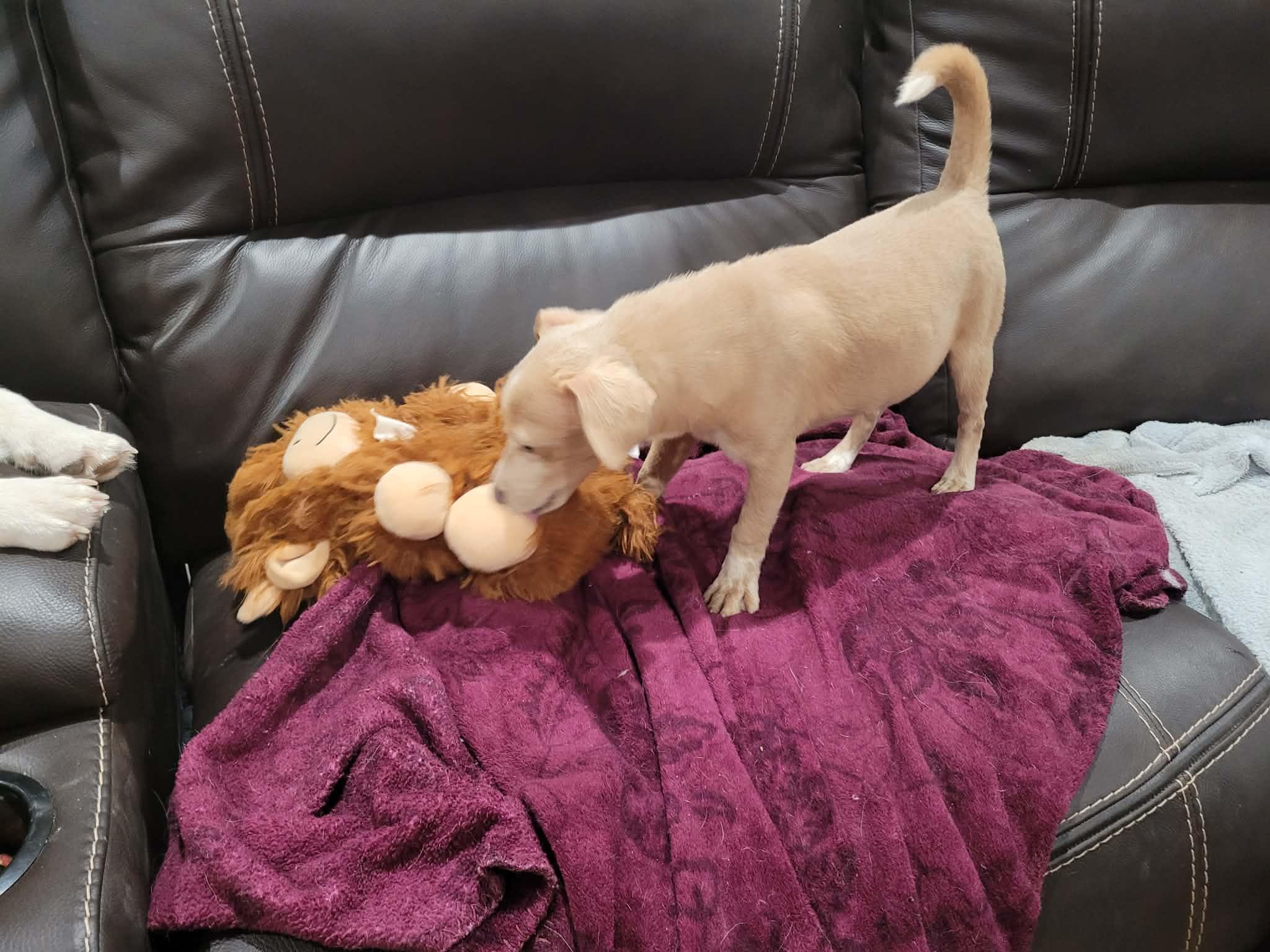 Enlarge Yogi, a ADOPTABLE mixed breed in New River, AZ image 2/3