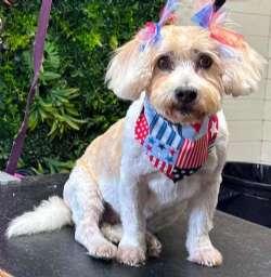 Molly, ADOPTABLE, Senior Female Maltipoo.