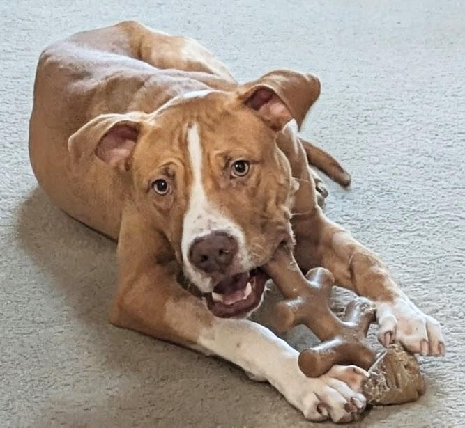 Enlarge Johnny Cash SP, a ADOPTABLE mixed breed in West Bloomfield, MI image 5/5