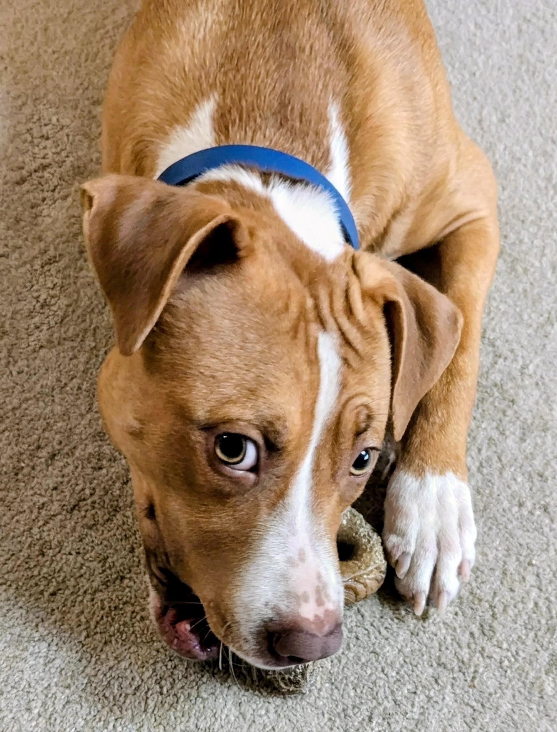 Enlarge Johnny Cash SP, a ADOPTABLE mixed breed in West Bloomfield, MI image 1/5