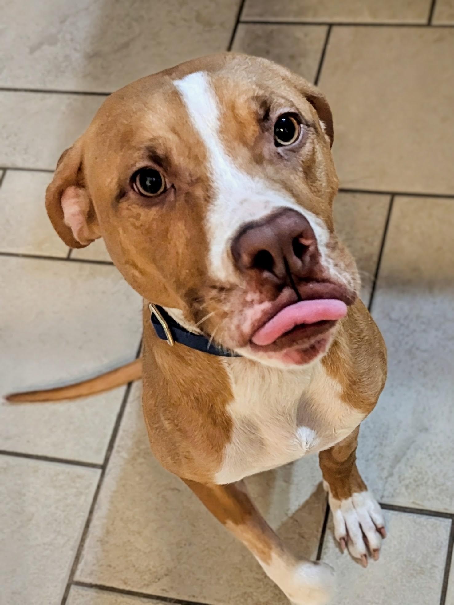 Enlarge Johnny Cash SP, a ADOPTABLE mixed breed in West Bloomfield, MI image 2/5