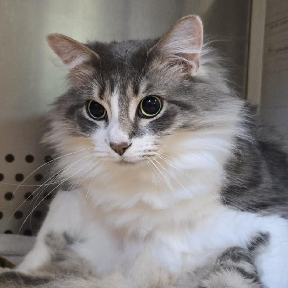 Enlarge Gris, a ADOPTABLE Domestic Long Hair in Orange, VA image 2/3