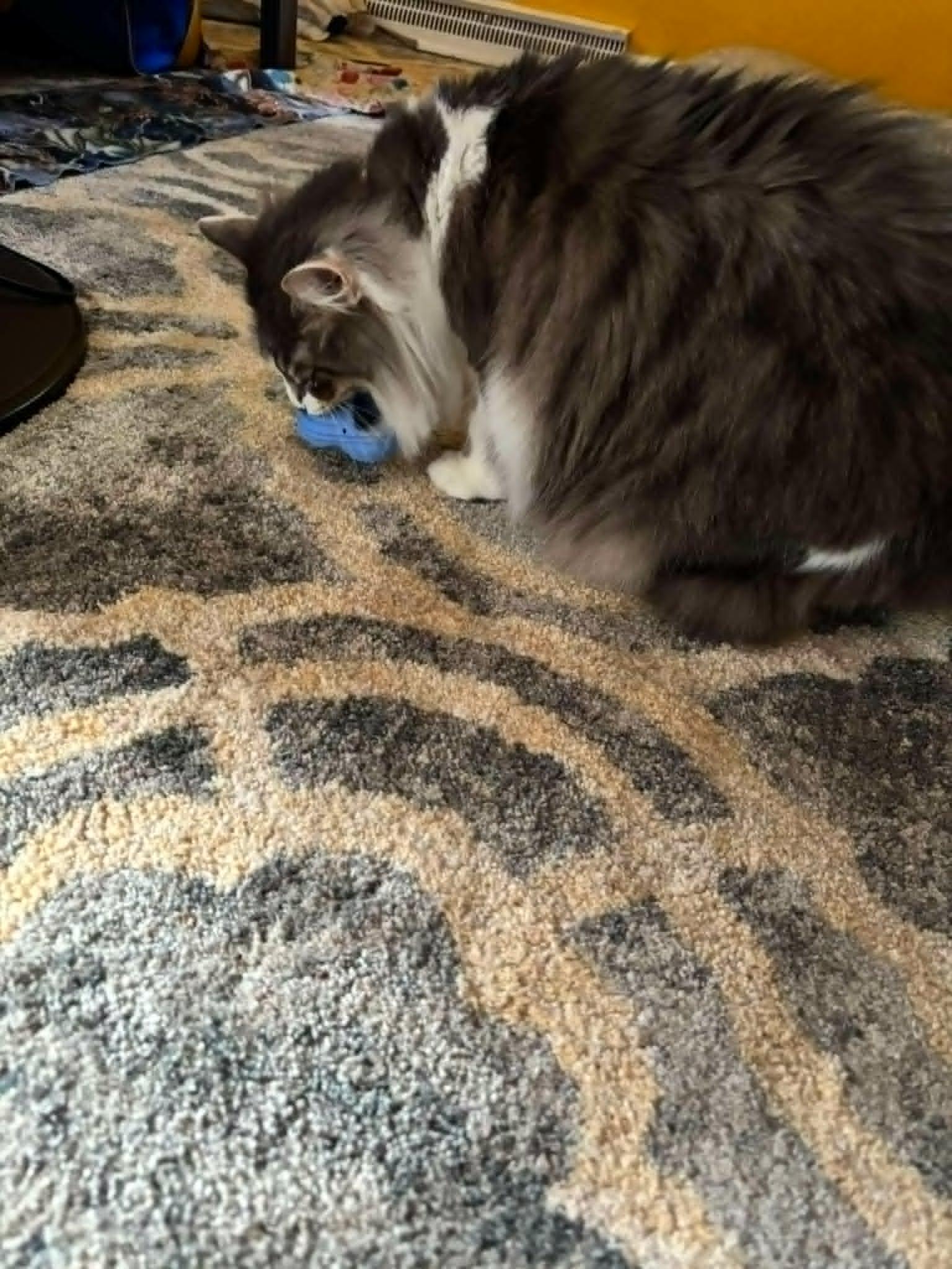 Gris, a ADOPTABLE Domestic Long Hair in Orange, VA image 2/4