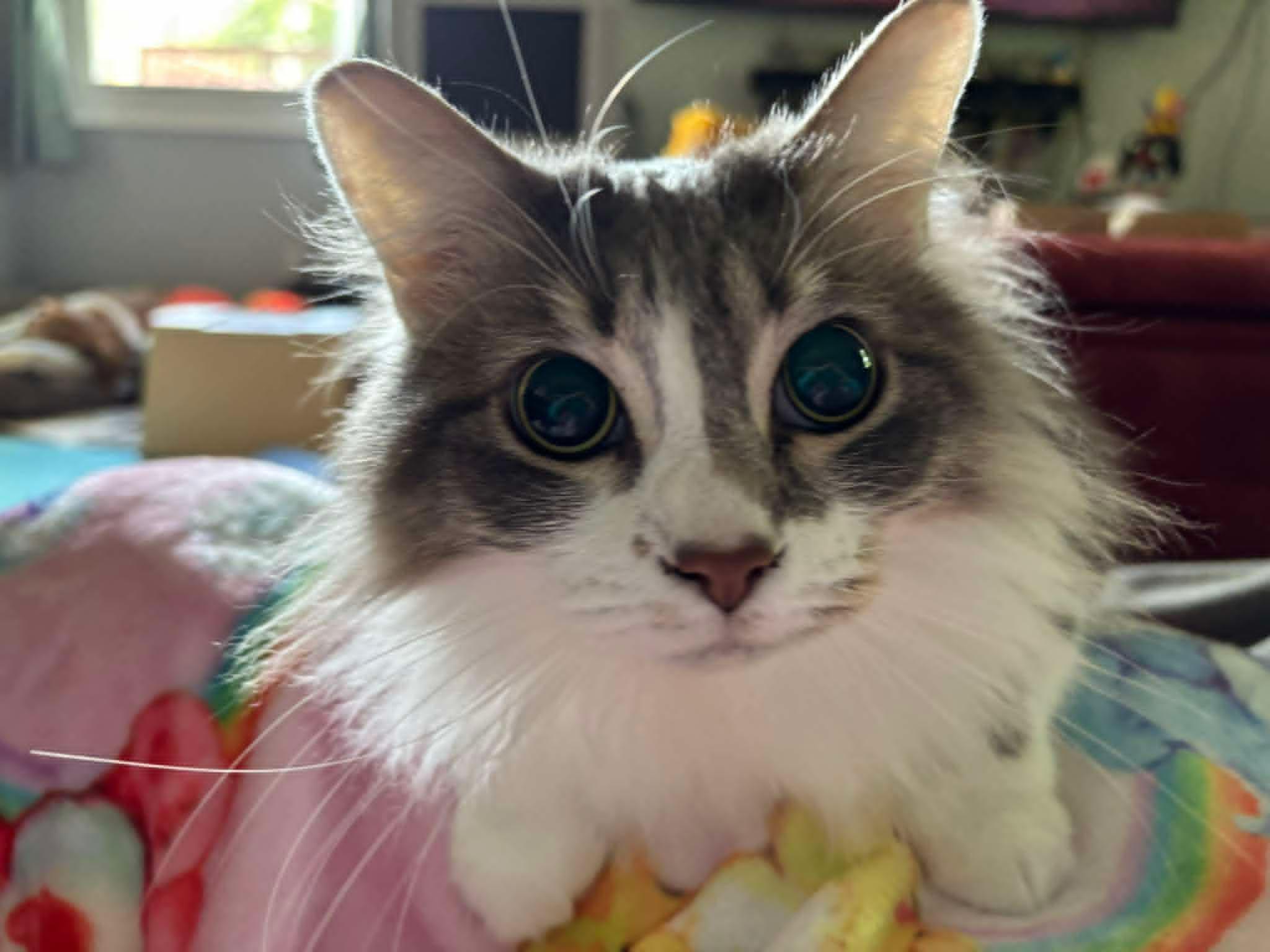 Gris, ADOPTABLE, Adult Female Domestic Long Hair.
