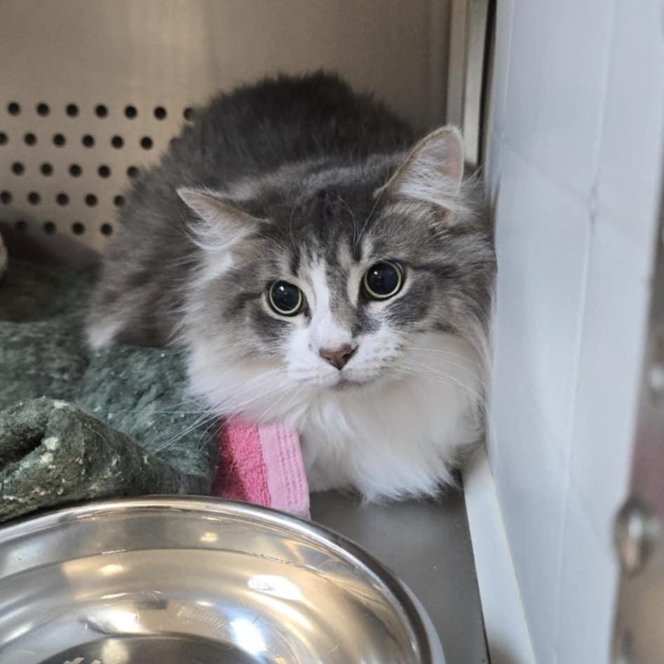 Enlarge Gris, a ADOPTABLE Domestic Long Hair in Orange, VA image 3/3