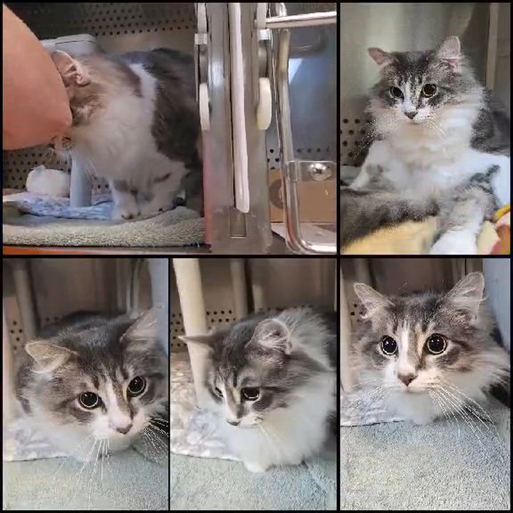 Enlarge Gris, a ADOPTABLE Domestic Long Hair in Orange, VA video 1/3