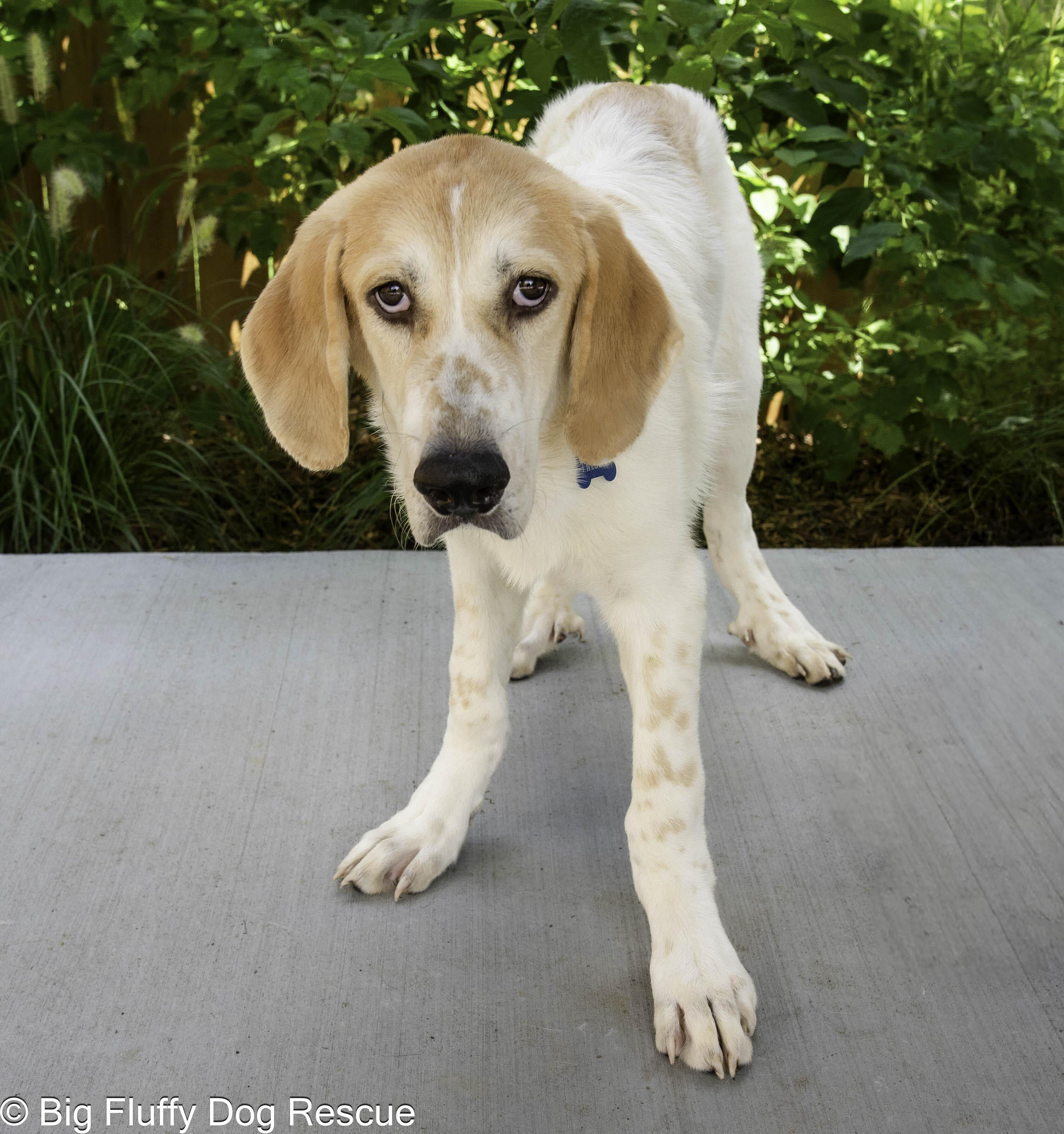Enlarge Theseus, a Adopted mixed breed in Nashville, TN image 4/5
