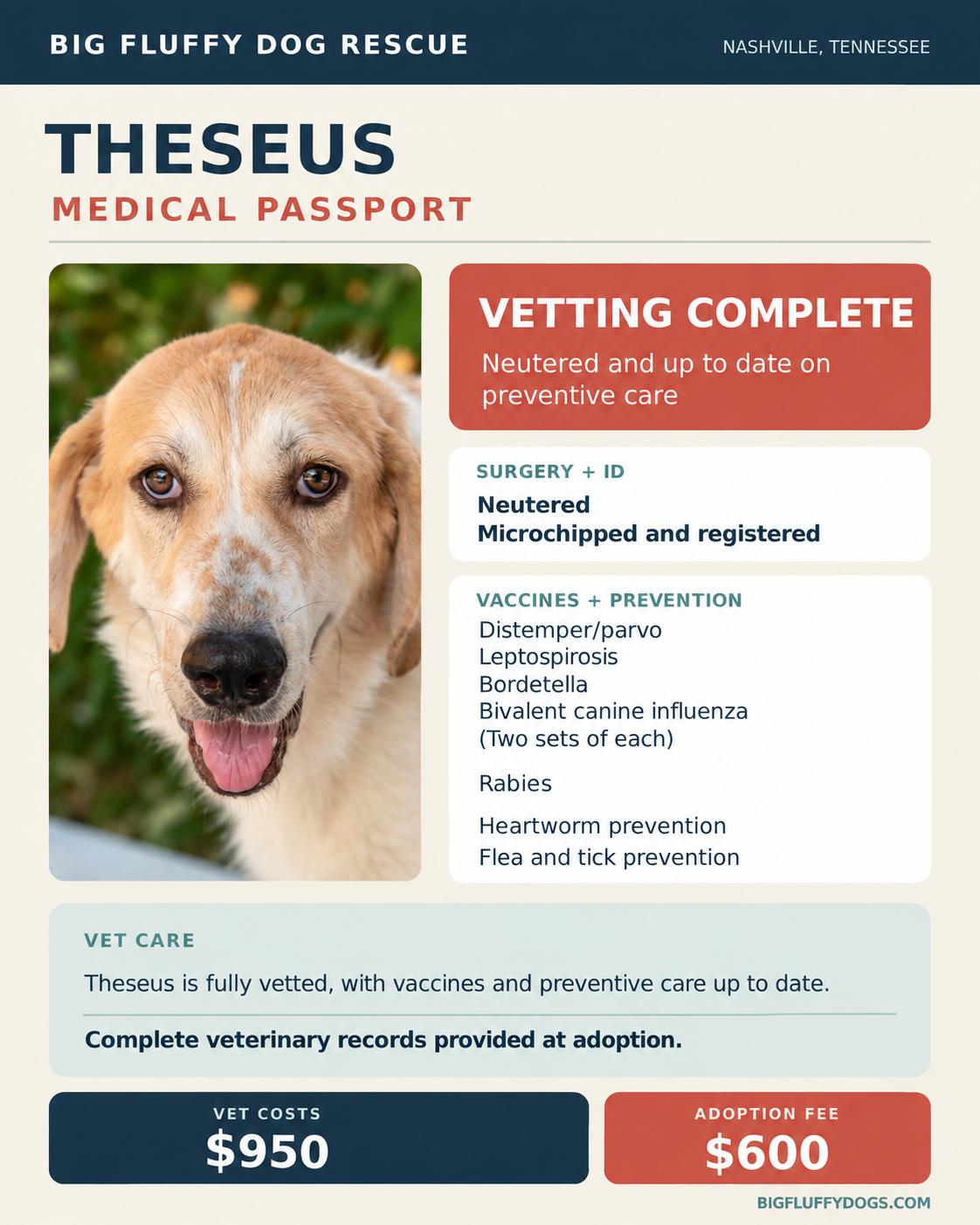 Enlarge Theseus, a Adopted mixed breed in Nashville, TN image 5/5