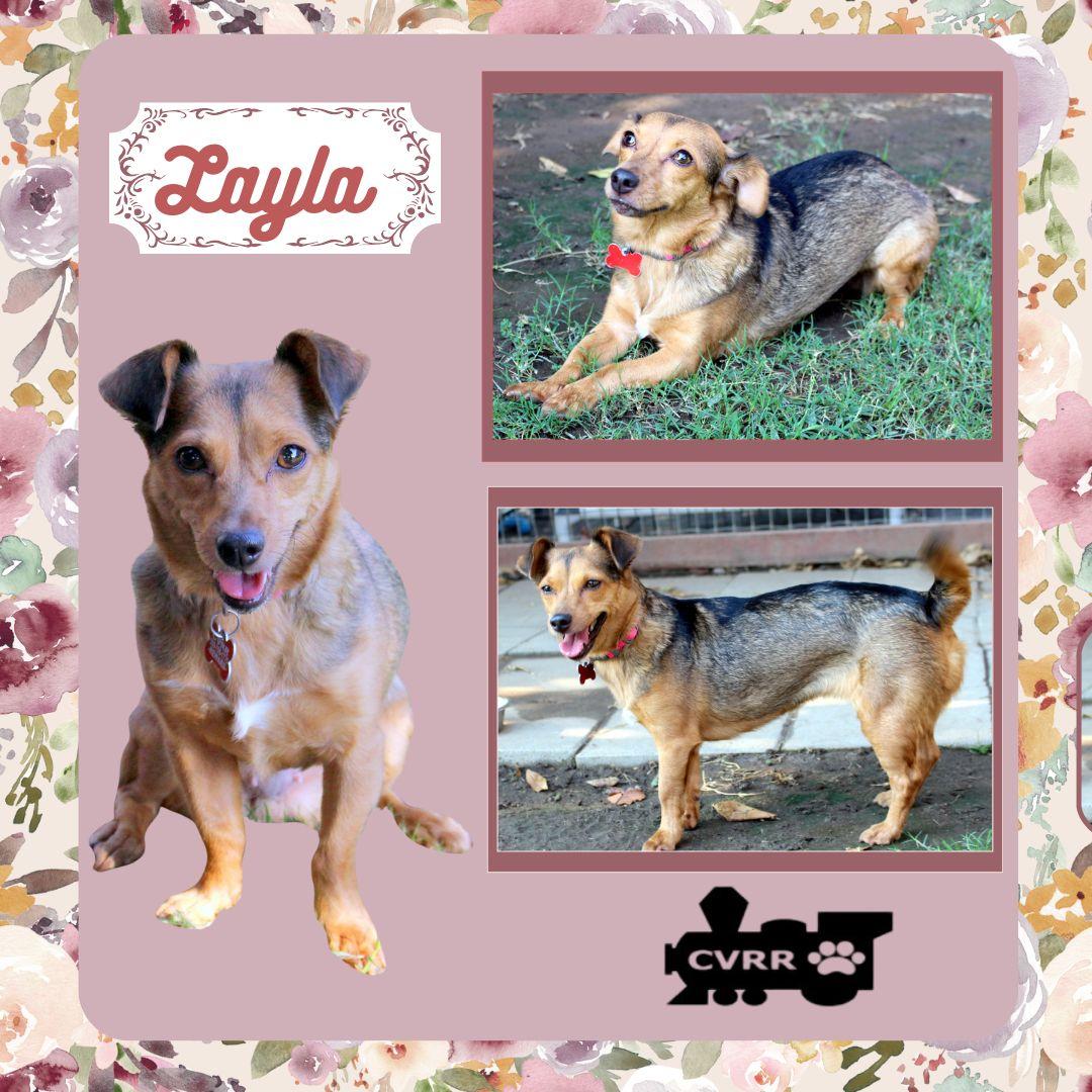 Enlarge Layla, a Adopted mixed breed in LINDSAY, CA image 1/1