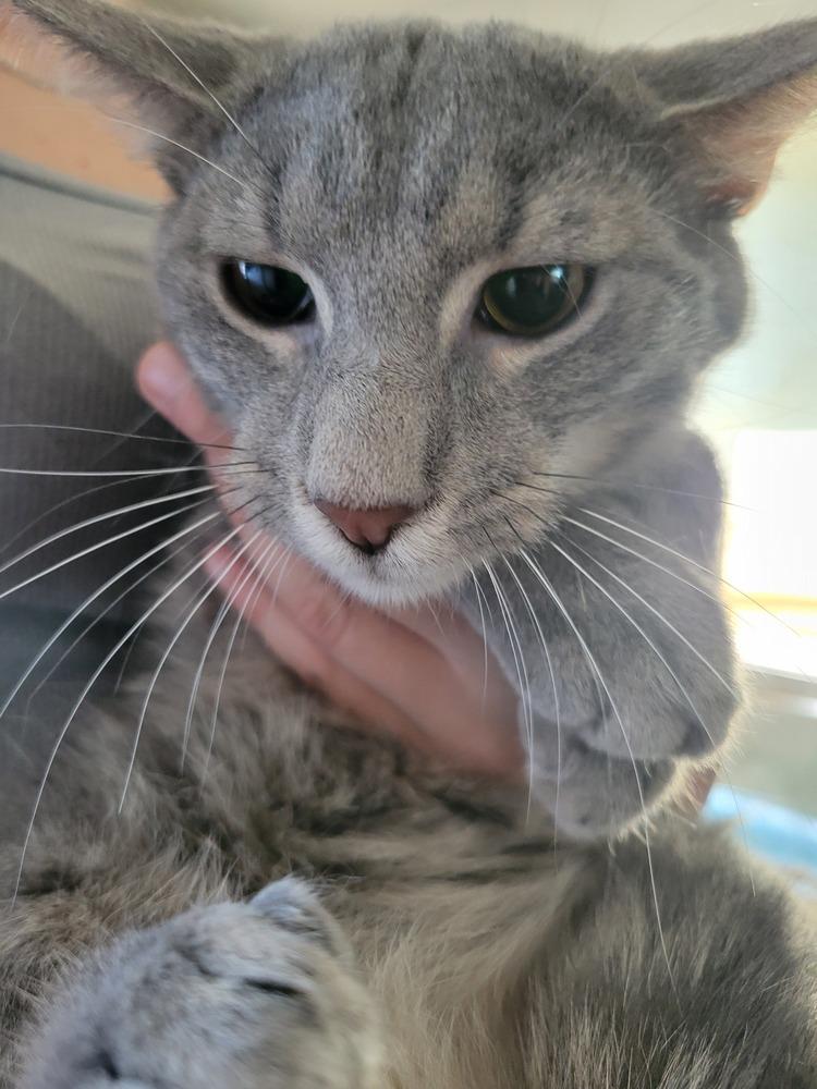 Saint Nick, Adoptable, Adult Male Domestic Medium Hair.