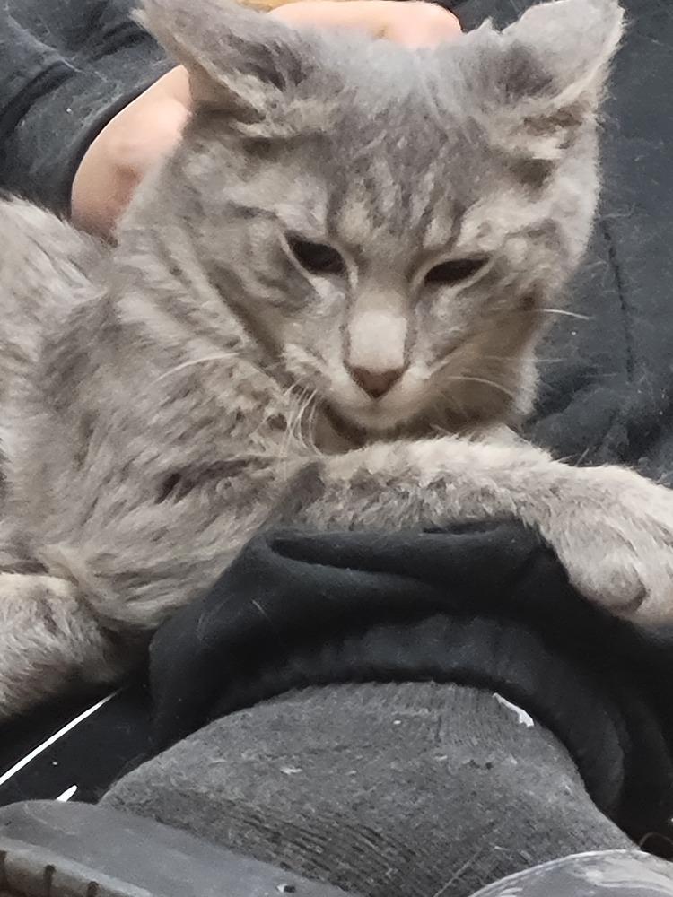 Enlarge Saint Nick, a Adoptable Domestic Medium Hair in Lorain, OH image 2/6
