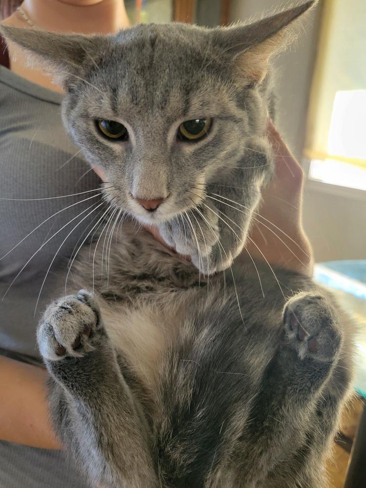 Enlarge Saint Nick, a Adoptable Domestic Medium Hair in Lorain, OH image 4/6