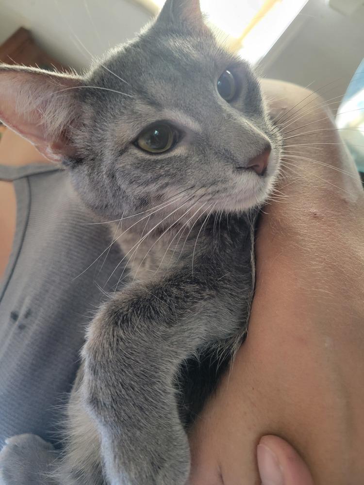 Enlarge Saint Nick, a Adoptable Domestic Medium Hair in Lorain, OH image 5/6