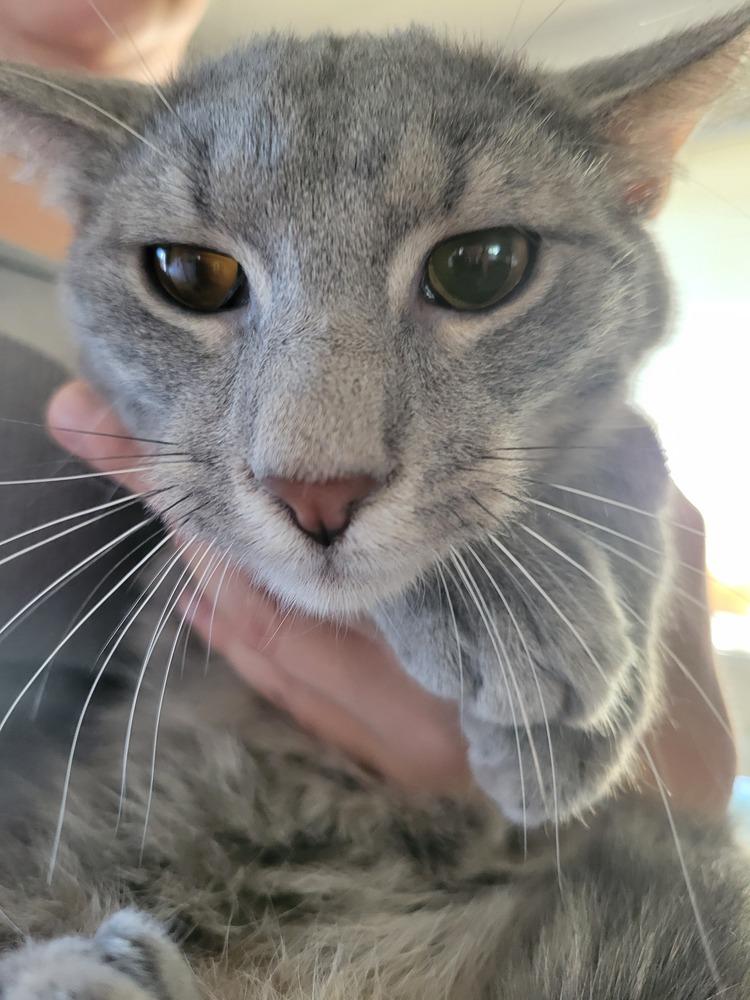 Enlarge Saint Nick, a Adoptable Domestic Medium Hair in Lorain, OH image 6/6