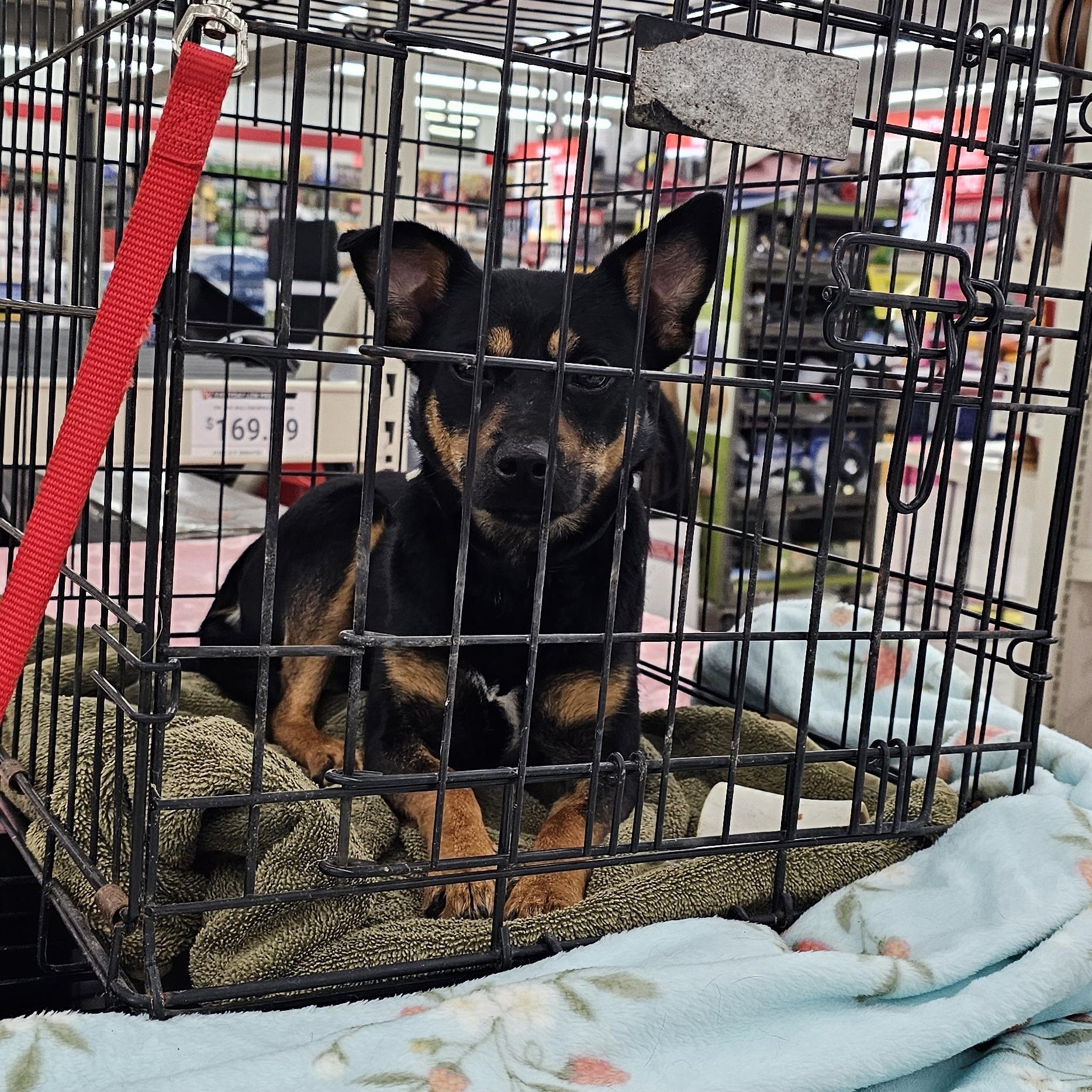 Ranger, a ADOPTABLE mixed breed in Columbia, MO image 3/6