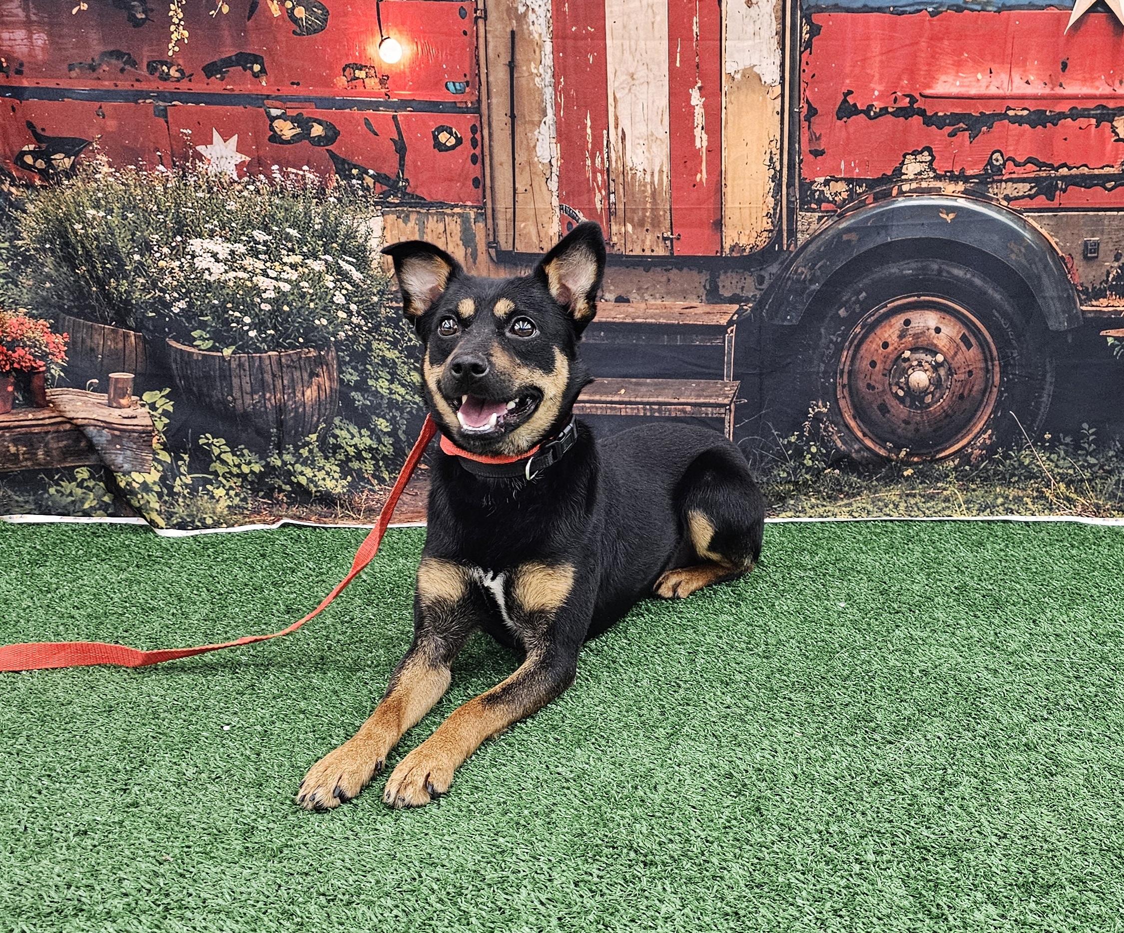 Ranger, a ADOPTABLE mixed breed in Columbia, MO image 1/6