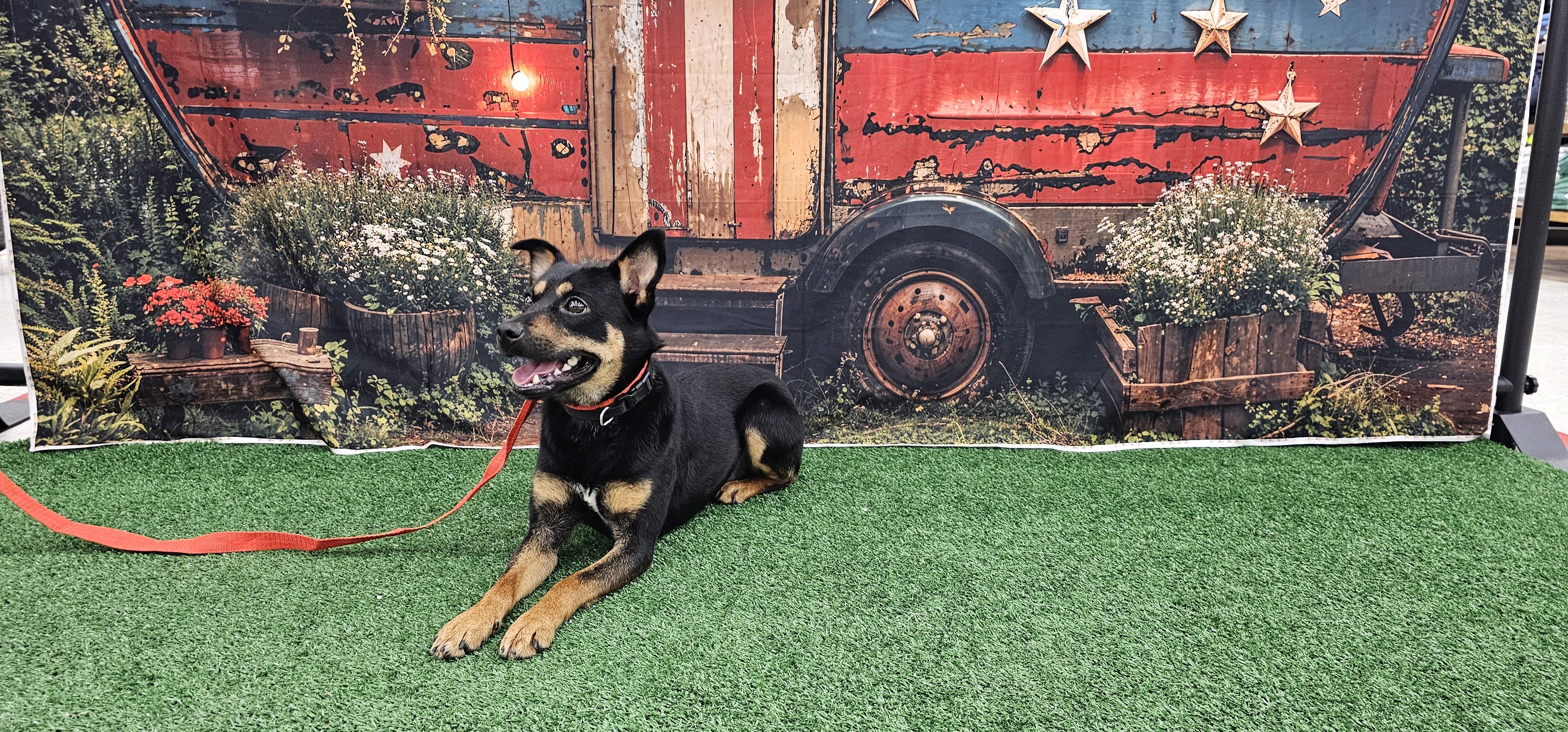 Ranger, a ADOPTABLE mixed breed in Columbia, MO image 2/6