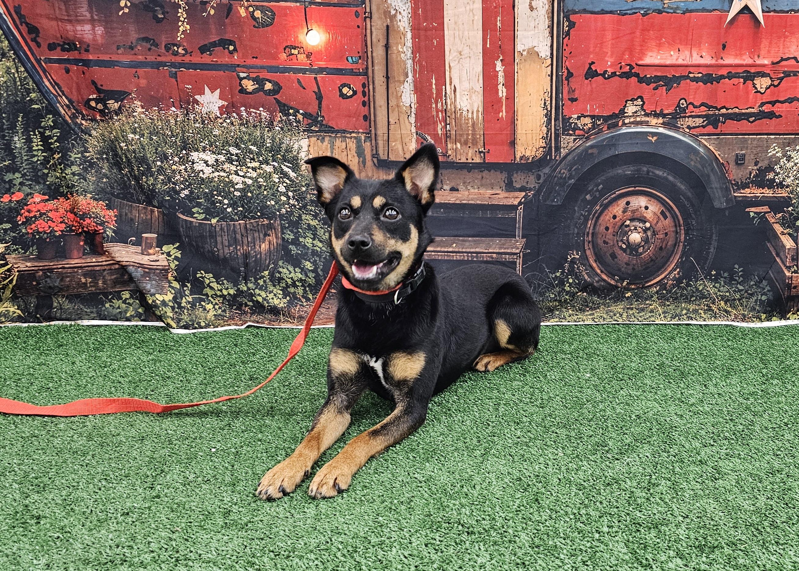 Ranger, a ADOPTABLE mixed breed in Columbia, MO image 4/6