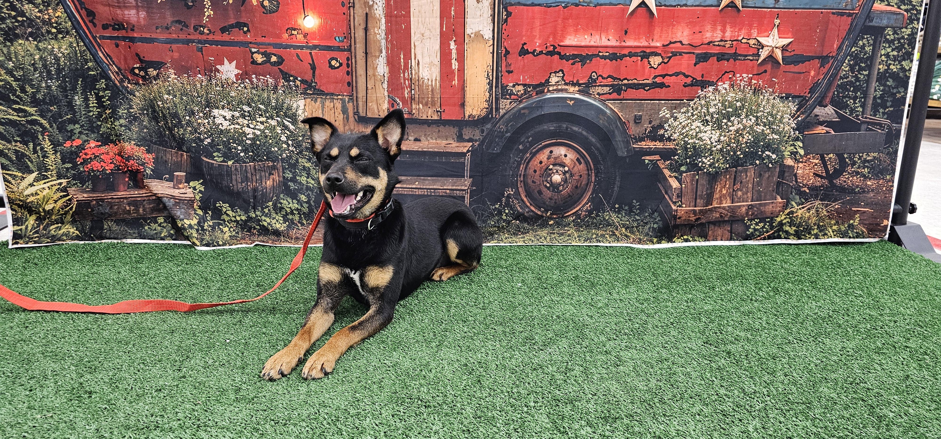 Ranger, a ADOPTABLE mixed breed in Columbia, MO image 5/6