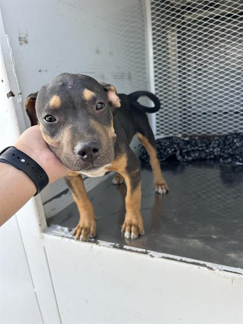 Enlarge Farley -- URGENT!, an adoptable mixed breed in Thousand Oaks, CA image 2/2