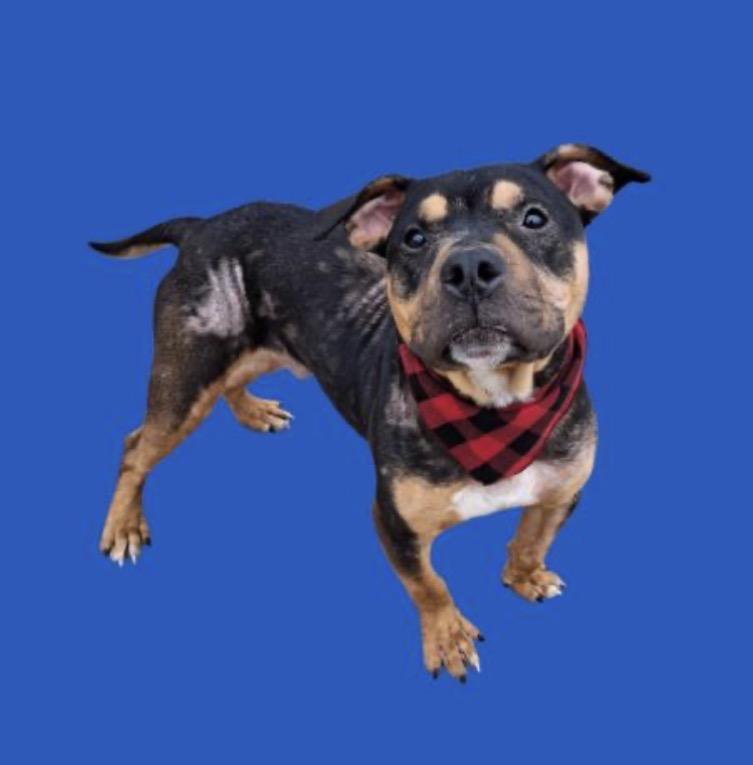 Farley -- URGENT!, adoptable, Puppy Male Pit Bull Terrier & Hound.