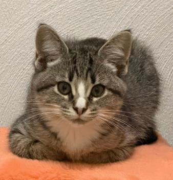 Cassie, adoptable, Kitten Female Domestic Short Hair.