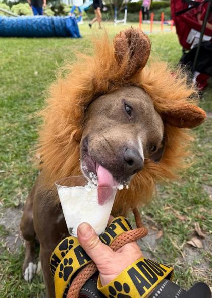 Rolo, Adoptable, Adult Female Mixed Breed & Mixed Breed.