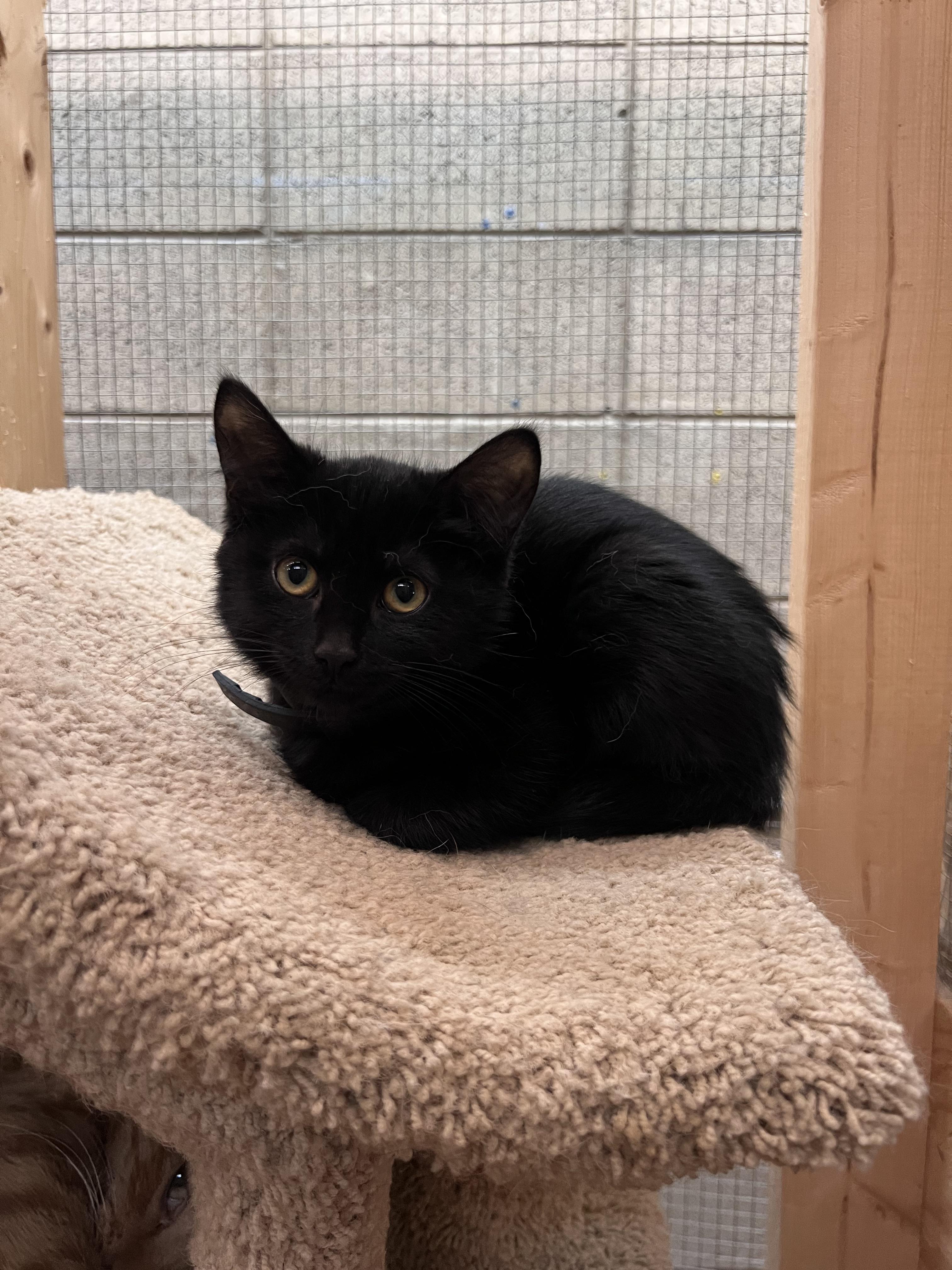 Waffles, Adoptable, Young Female Domestic Medium Hair.