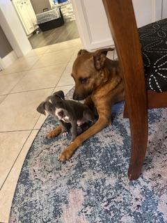 Enlarge C34-25 Cee Cee, a Adopted American Staffordshire Terrier in Nassau Bay, TX image 2/5