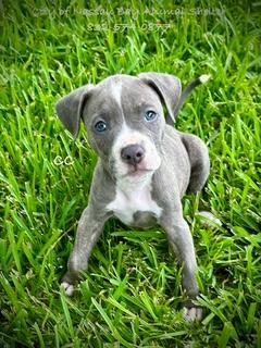 Enlarge C34-25 Cee Cee, a Adopted American Staffordshire Terrier in Nassau Bay, TX image 1/5