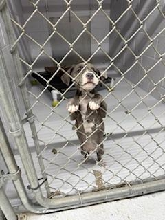 Enlarge C34-25 Cee Cee, a Adopted American Staffordshire Terrier in Nassau Bay, TX image 3/5