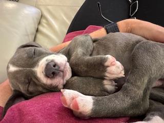 Enlarge C34-25 Cee Cee, a Adopted American Staffordshire Terrier in Nassau Bay, TX image 4/5