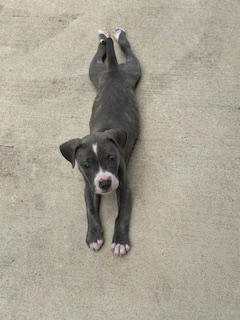 Enlarge C34-25 Cee Cee, a Adopted American Staffordshire Terrier in Nassau Bay, TX image 5/5