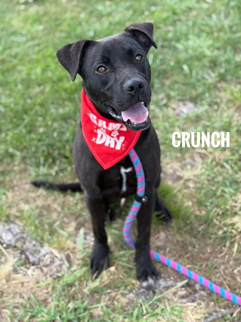 Enlarge Crunch, a Adoptable mixed breed in Carthage, MO image 1/2
