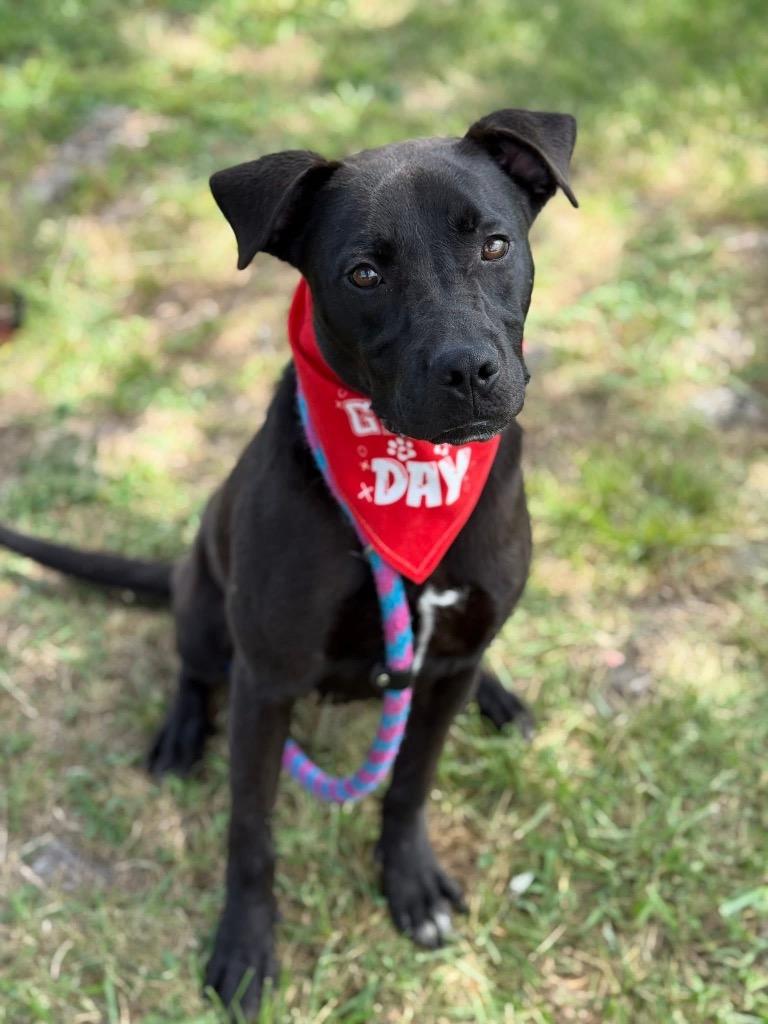 Enlarge Crunch, a Adoptable mixed breed in Carthage, MO image 1/2