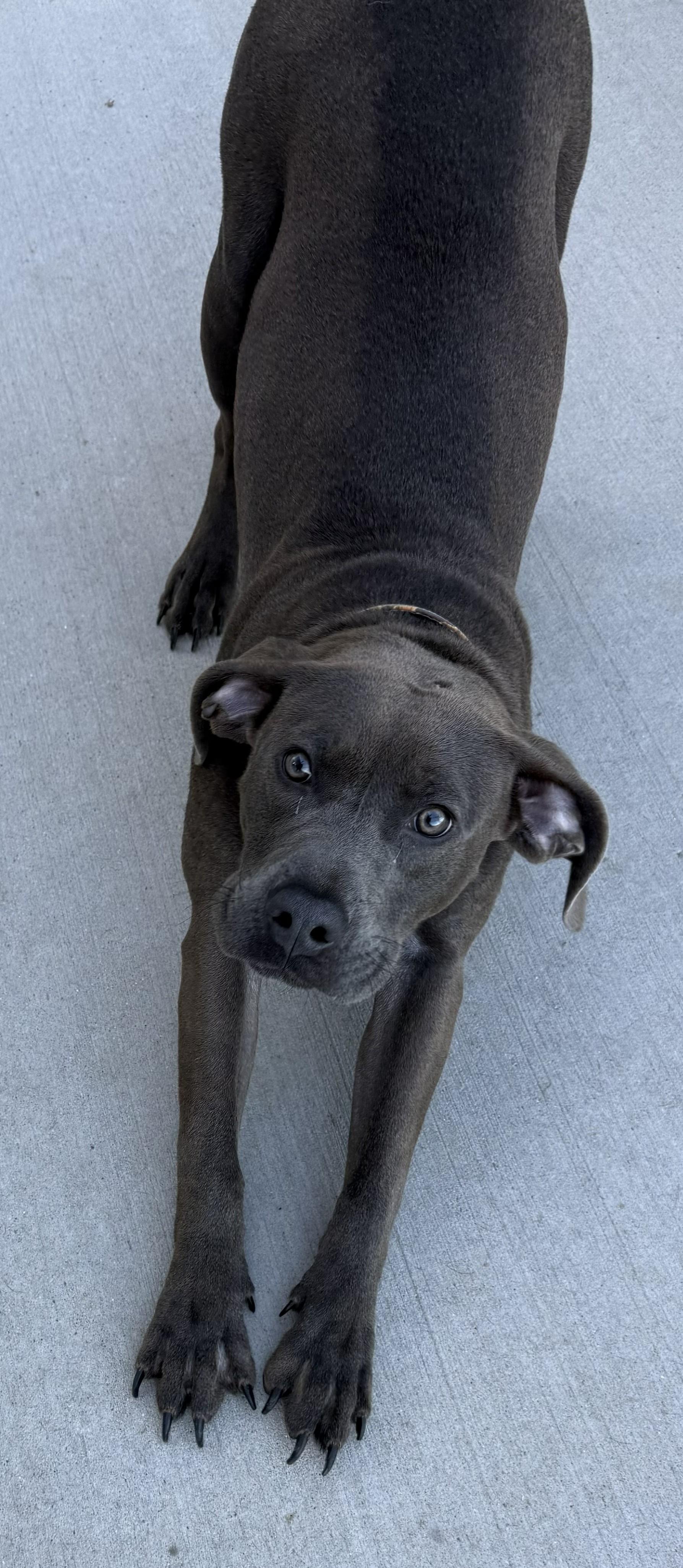 Leo, ADOPTABLE, Young Male Labrador Retriever.