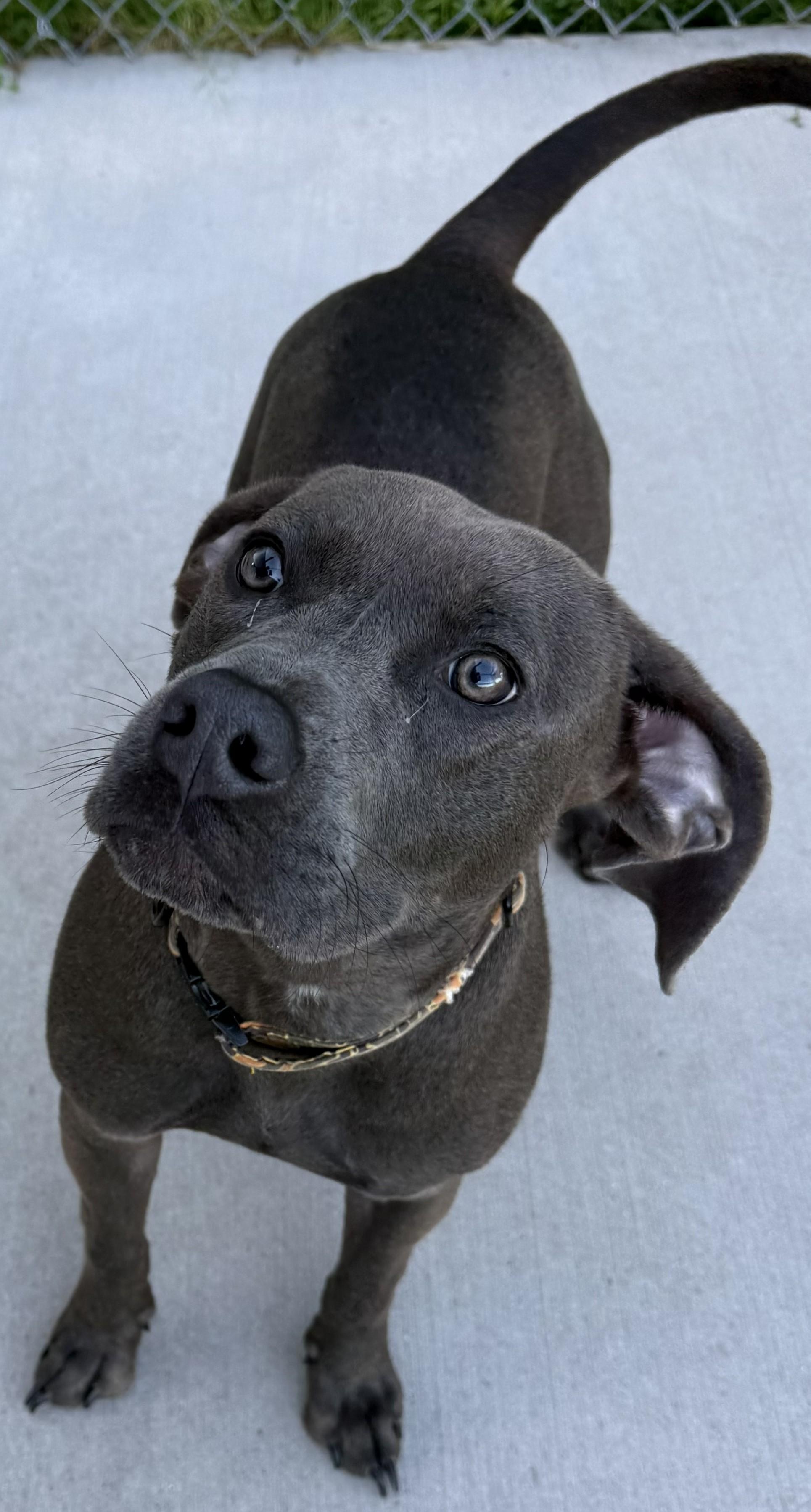 Leo, a ADOPTABLE mixed breed in Mauston, WI image 2/2