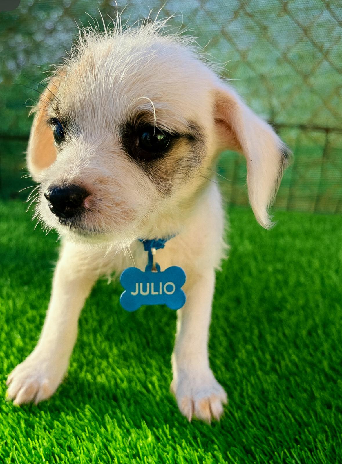 Julio