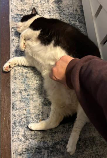 Enlarge Dallas `Dally`, a Adoptable Domestic Short Hair in Hudson, MA image 1/2