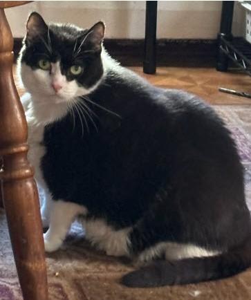 Enlarge Dallas `Dally`, a Adoptable Domestic Short Hair in Hudson, MA image 2/2