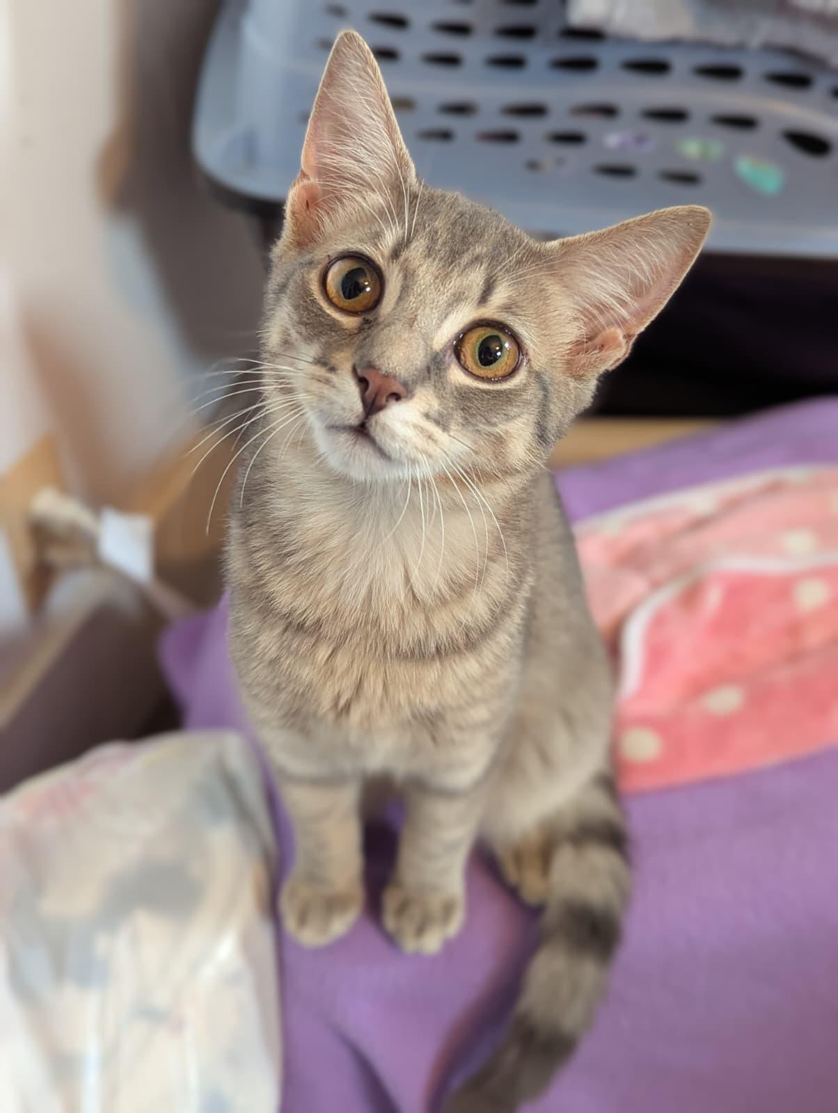 Enlarge Leonard, a ADOPTABLE Domestic Short Hair in Morristown, NJ image 5/5